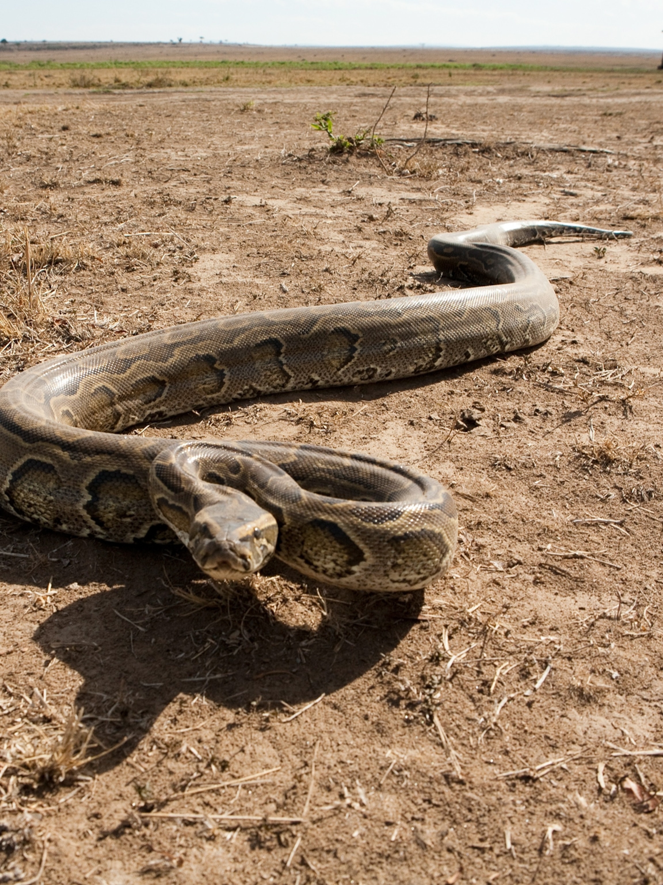 Can African rock pythons eat humans?