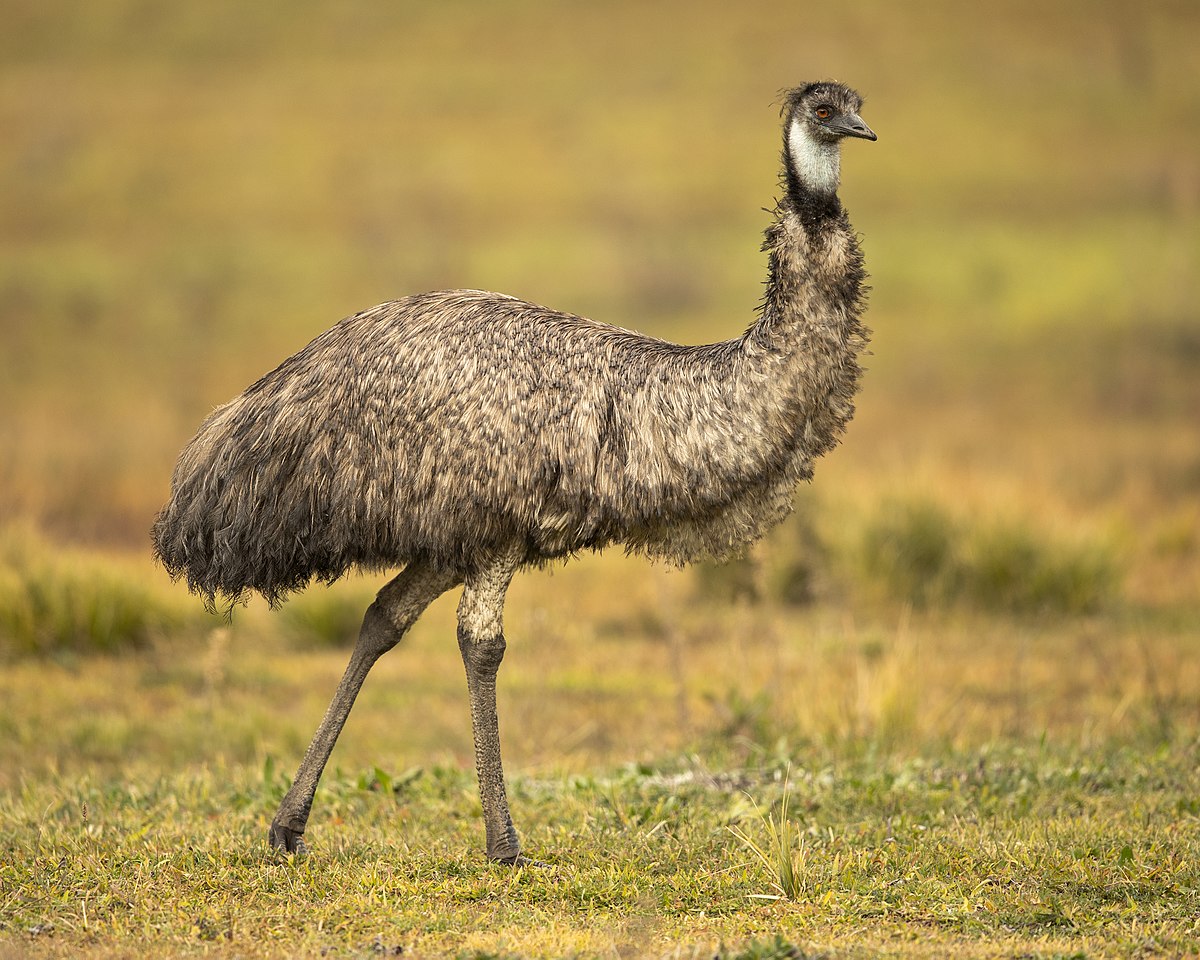Can an emu fly True or false?