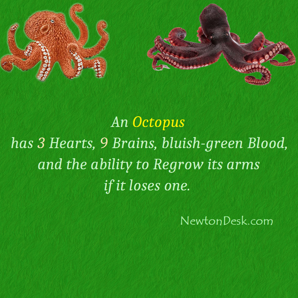Can an octopus survive if one heart fails?