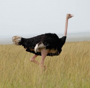 Can an ostrich fly yes or no?