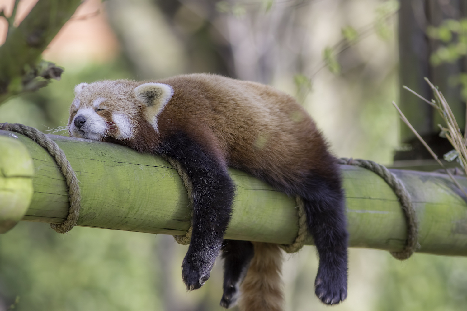 Can animals survive on less sleep?