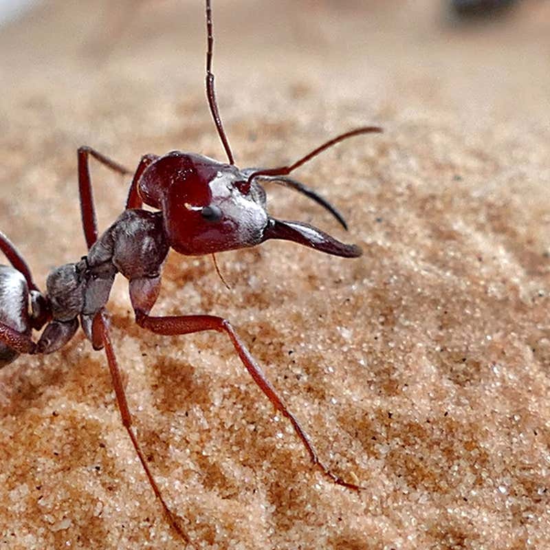 Can ants live without a leg?