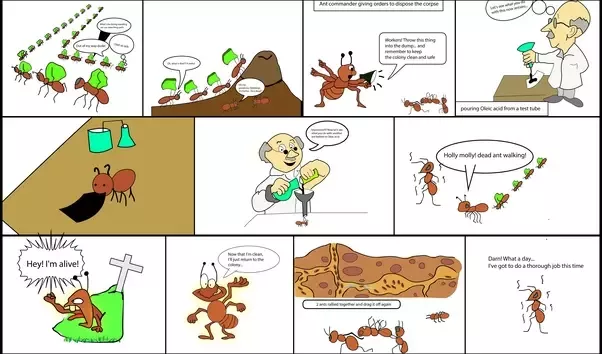 Can ants sense death?