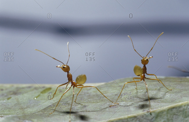 Can ants stand on their hind legs?