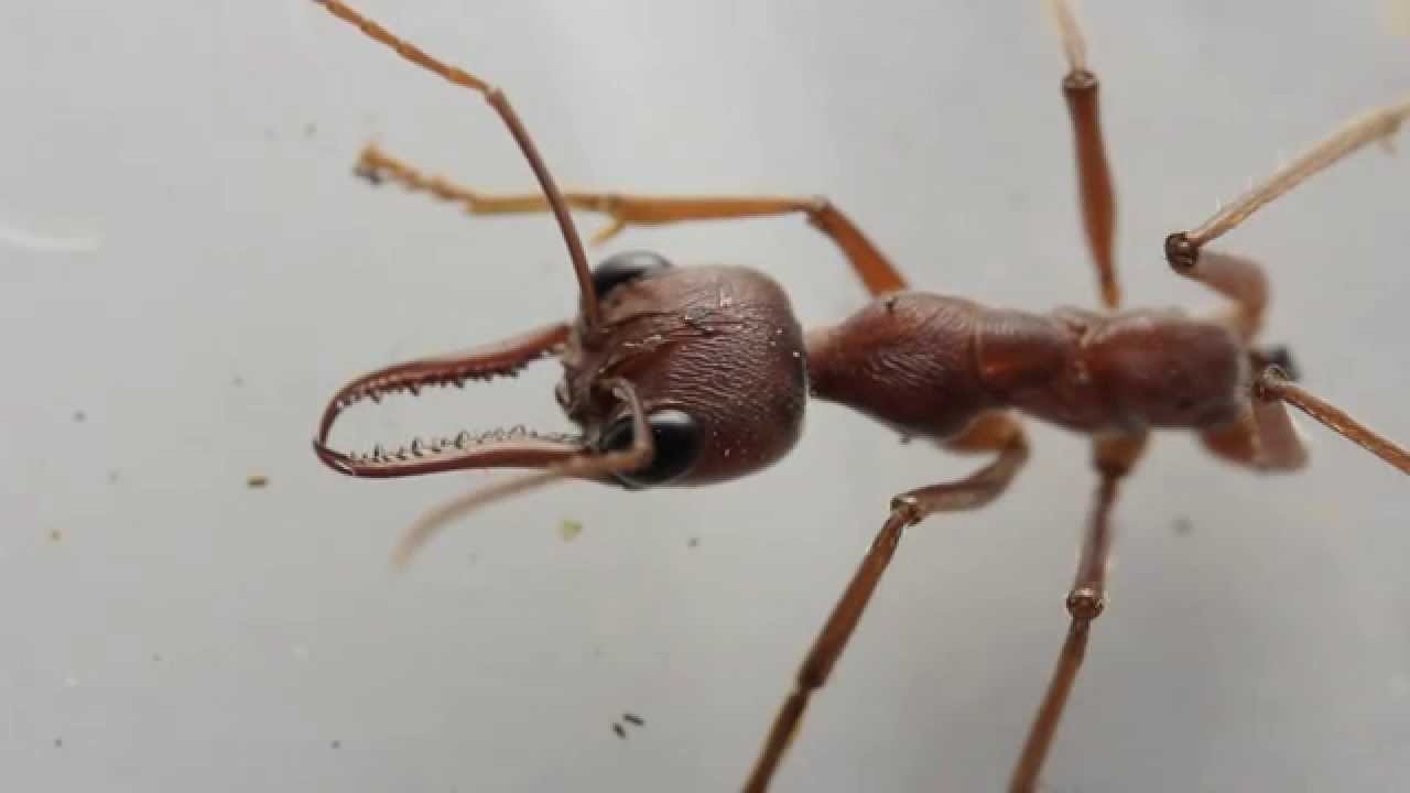 Can ants survive without stomach?