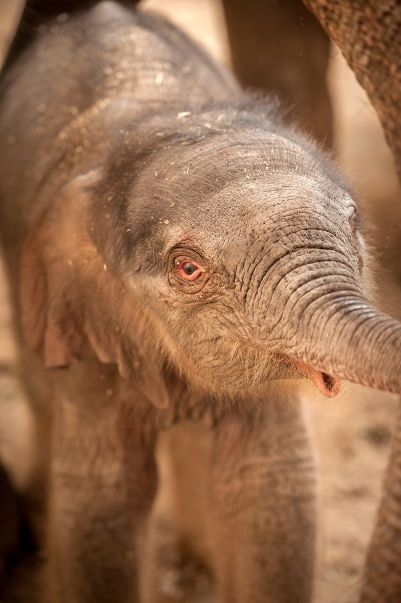 Can baby elephants trumpet?