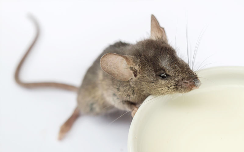 Can baby mice drink cow milk?