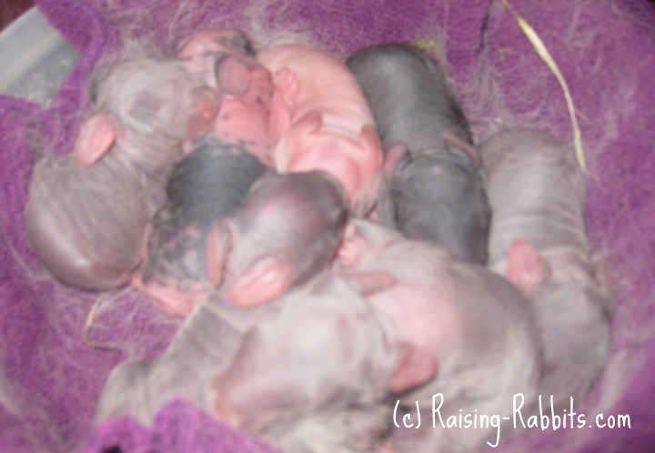 Can baby rabbits see when they are born?