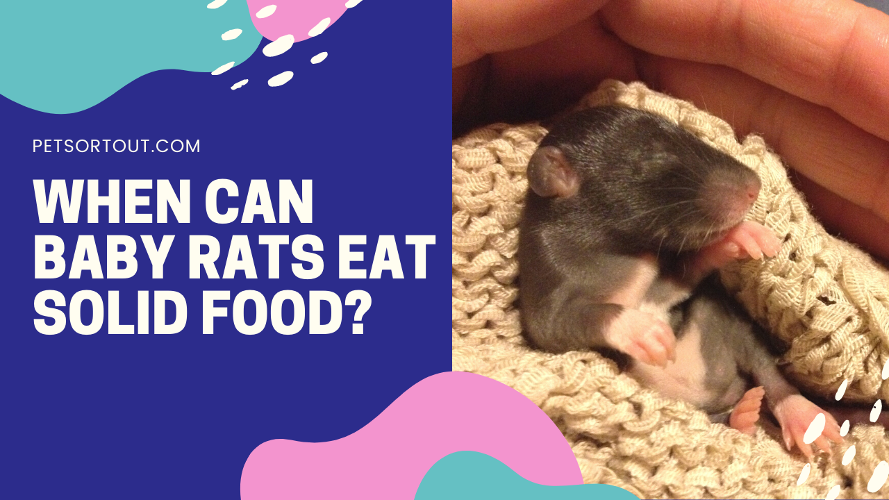 Can baby rats eat cow milk?