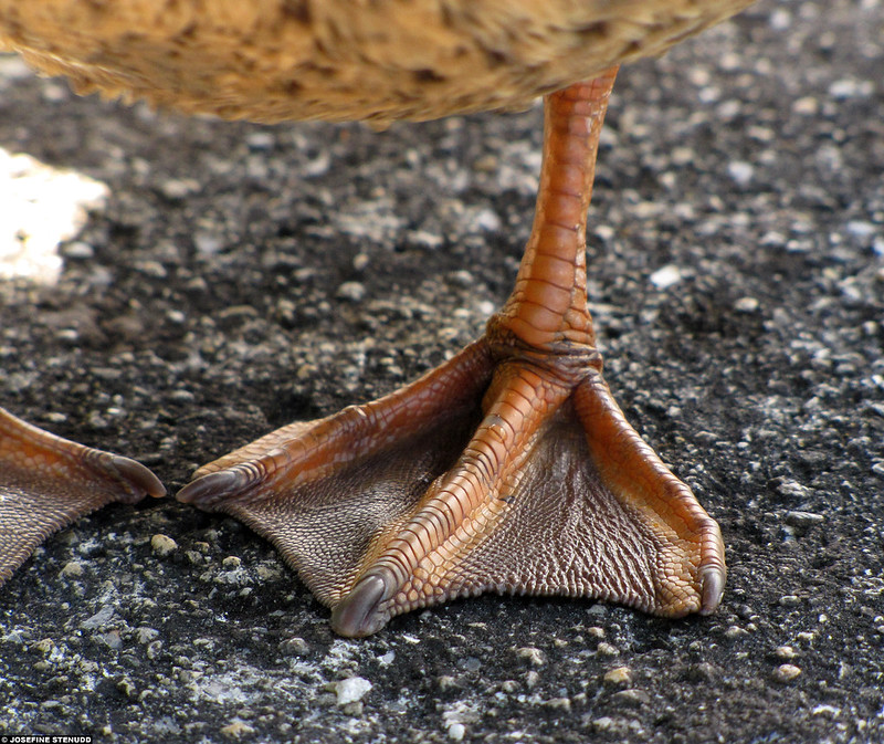 Can birds swim with webbed feet?