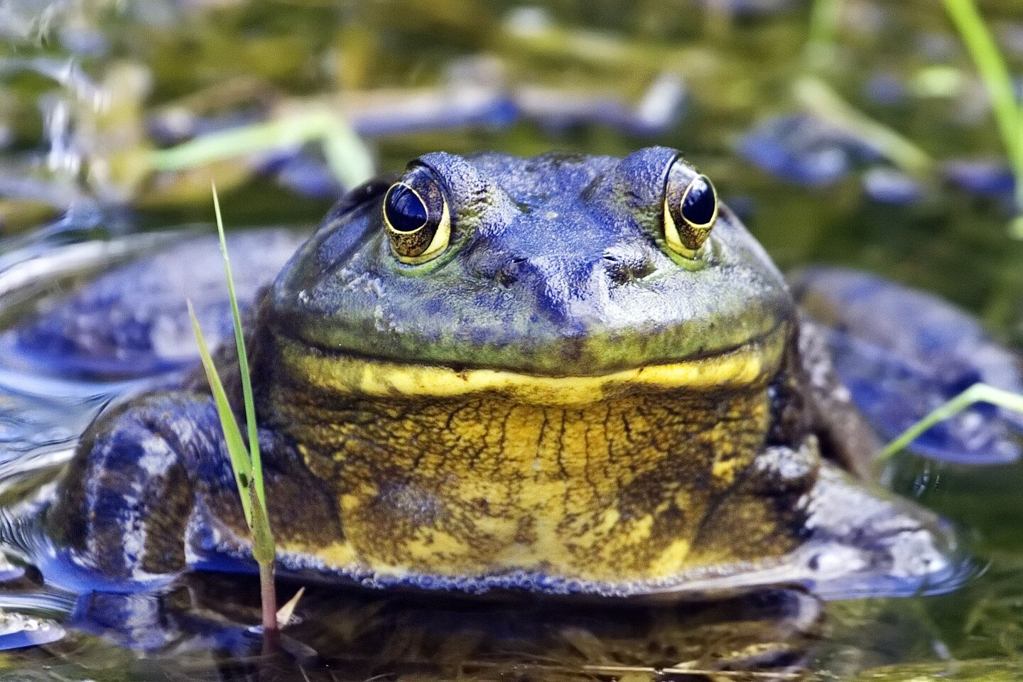 Can bullfrogs survive without sleep?