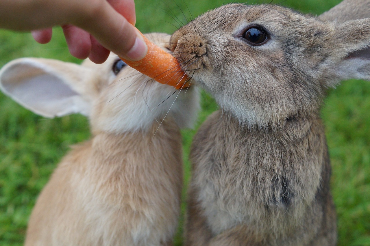 Can Bunnies eat carrots?