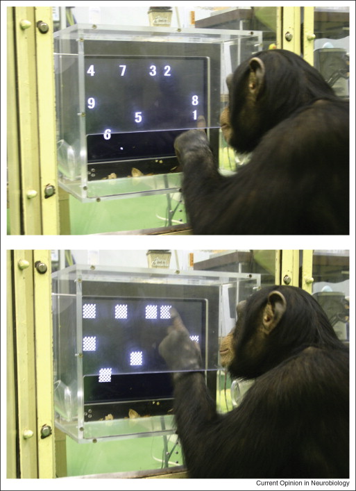 Can chimpanzees memorize Arabic numerals at a glance?