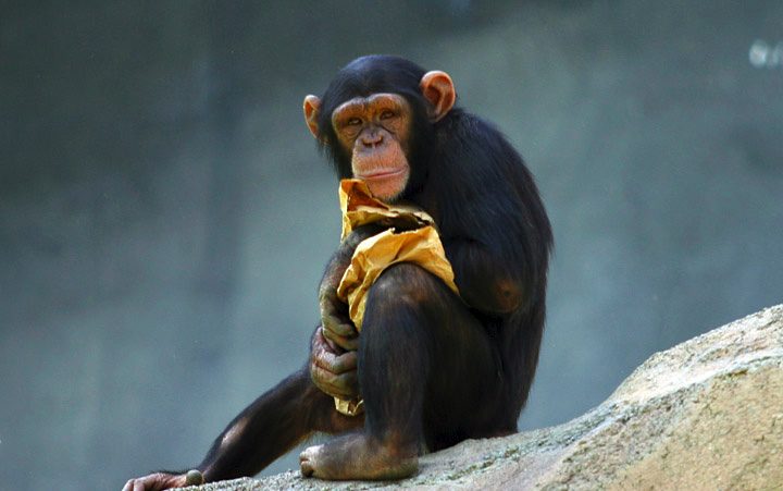 Can chimpanzees recognize numbers?