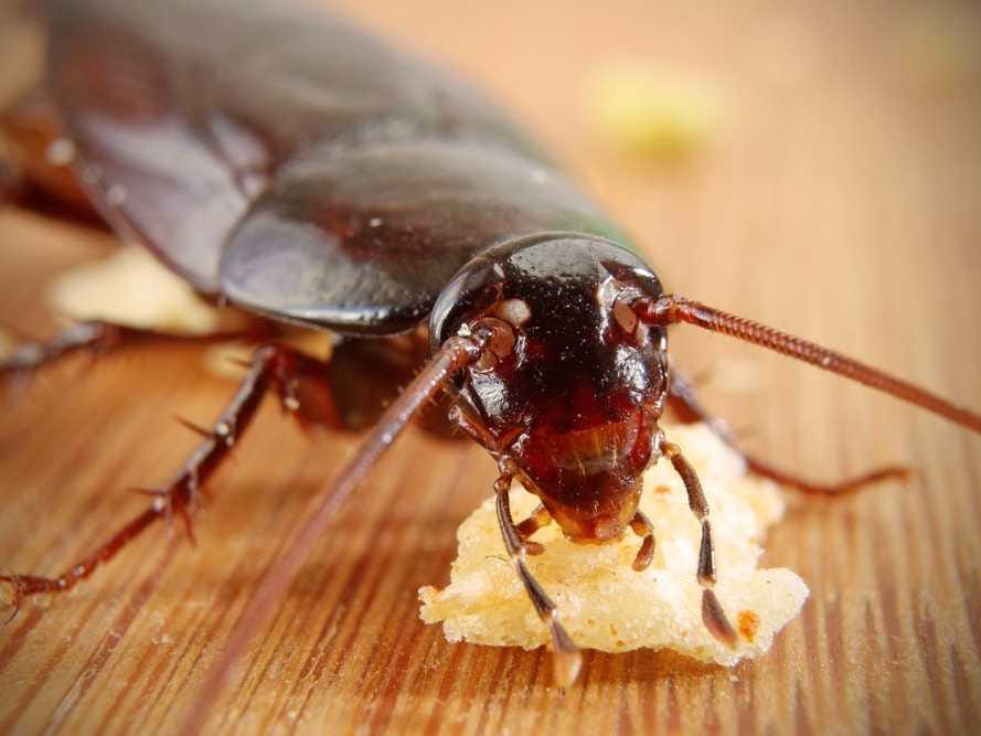 Can cockroaches live after being crushed?