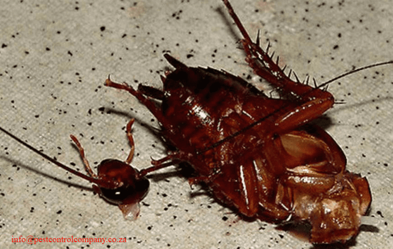 Can cockroaches live with their heads cut off?