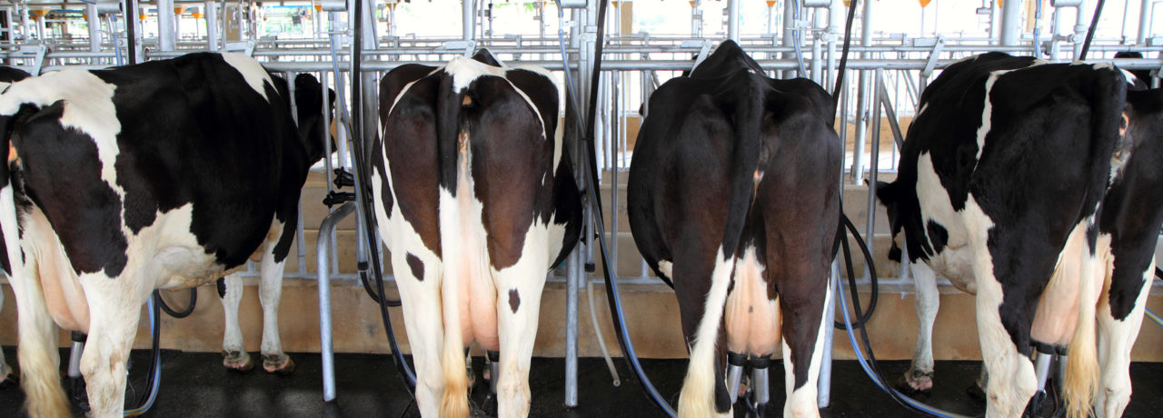 Can cows get clogged milk ducts?