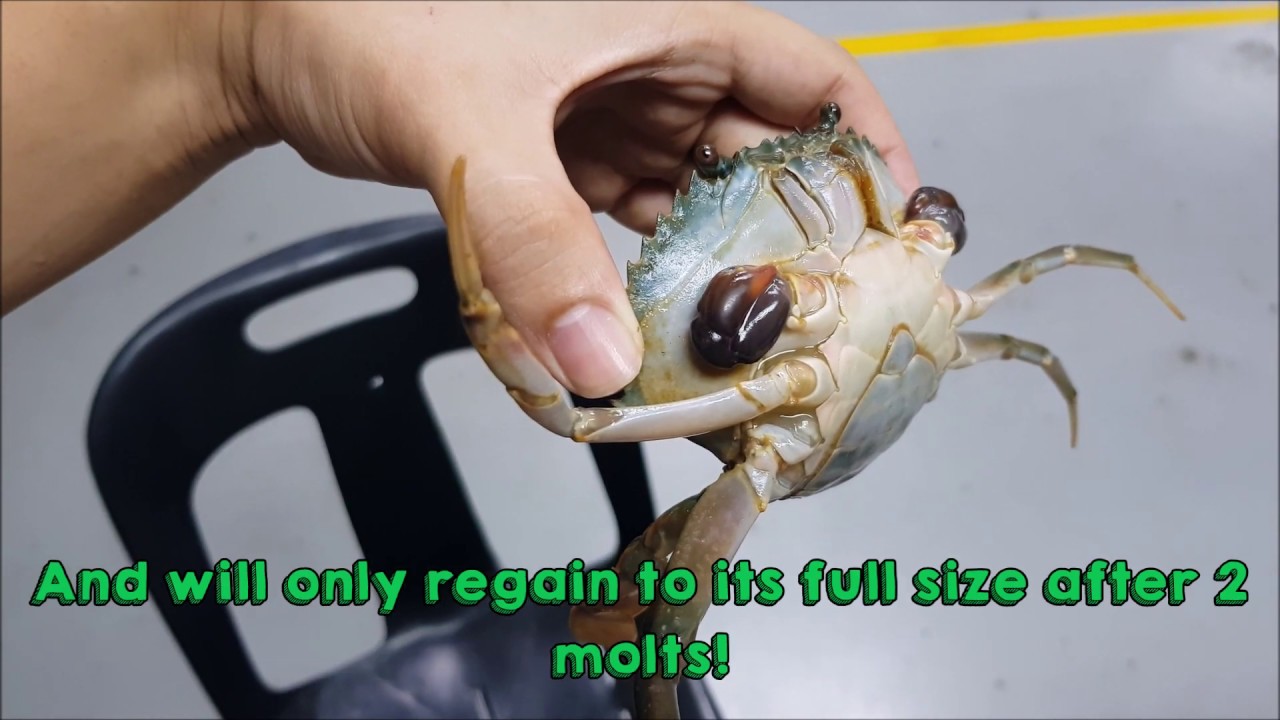 Can crabs survive without legs?