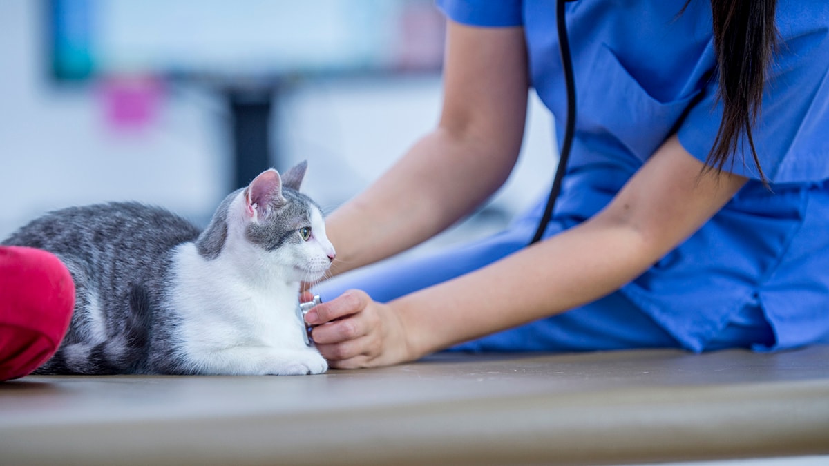 Can dogs and cats get high blood pressure?