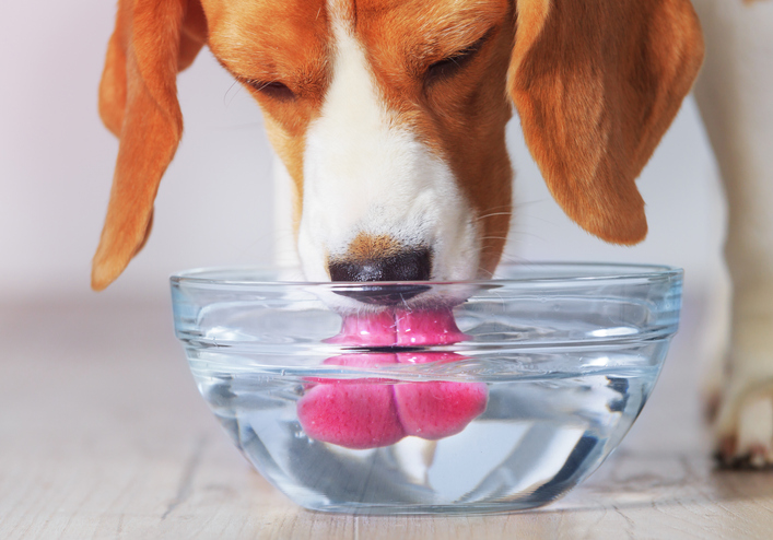 Can dogs die from drinking too much water?