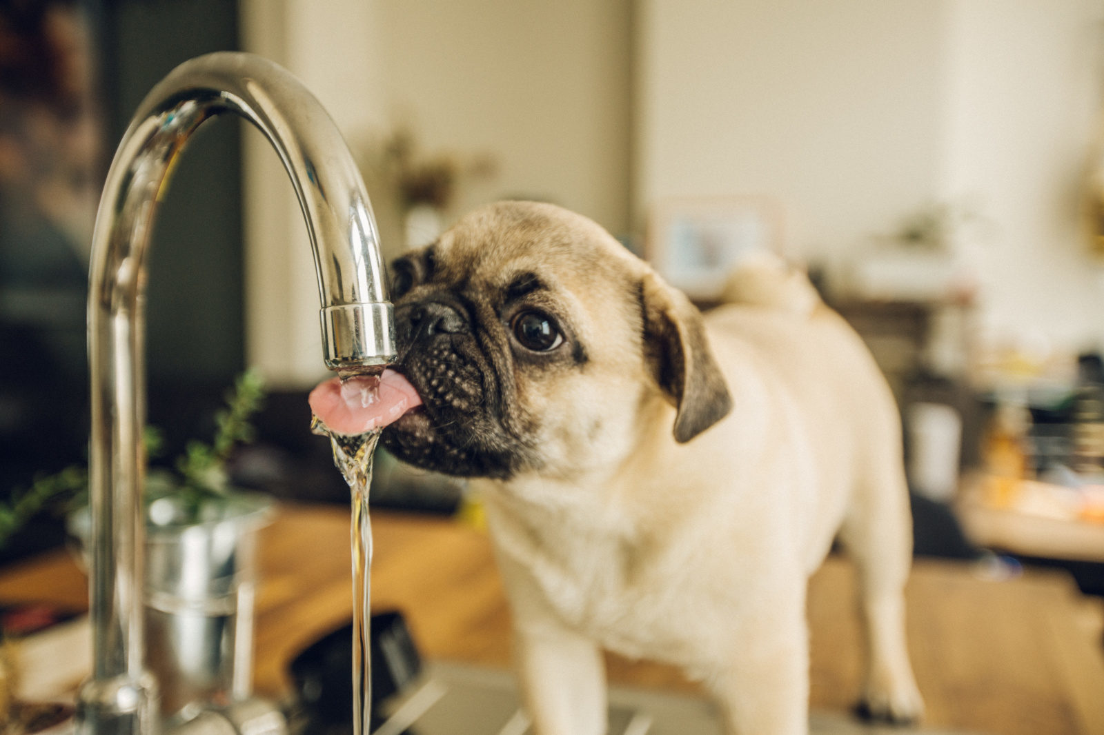 Can dogs drink well water from tap water?