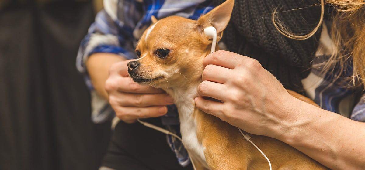Can dogs hear lower than humans?