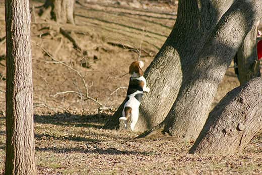 Can dogs with high prey drive control themselves around squirrels and squirrels?