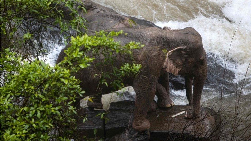Can elephants survive a fall?