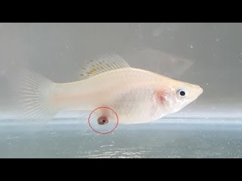 Can fish give birth by themselves?