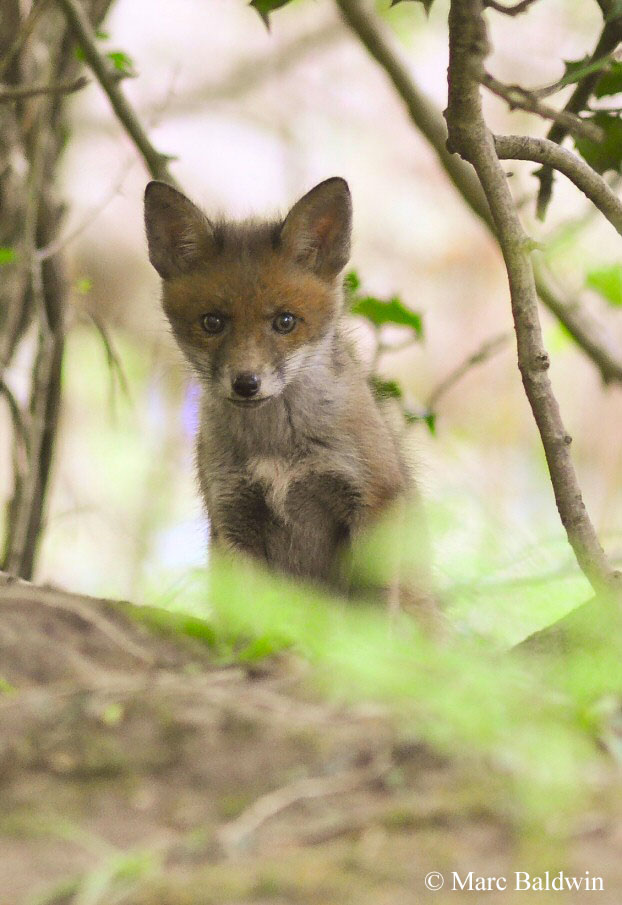 Can fox cubs be domesticated?