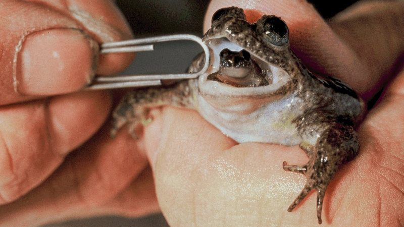 Can frogs give birth through their mouths?