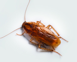 Can German cockroaches fly?