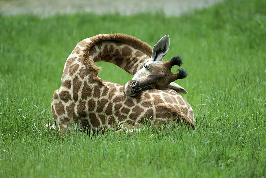 Can Giraffes sleep standing up?