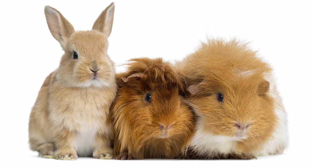 Can guinea pig mate with rabbit?