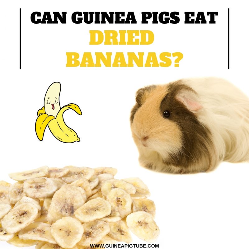 Can guinea pigs eat dehydrated veggies?