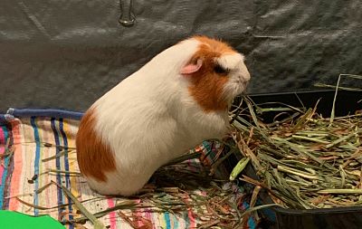 Can guinea pigs eat hay without stopping?