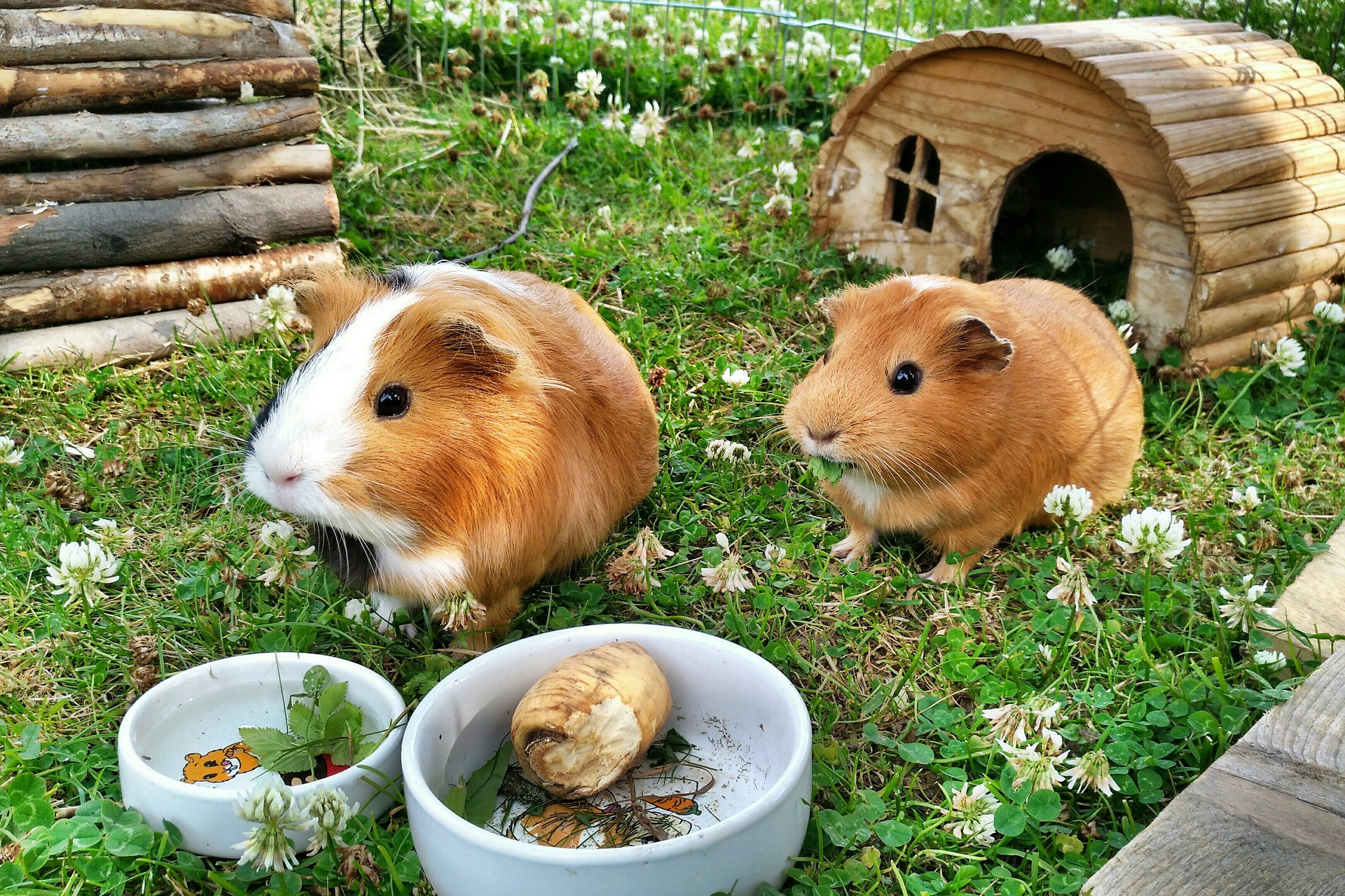 Can guinea pigs go a day without vegetables?