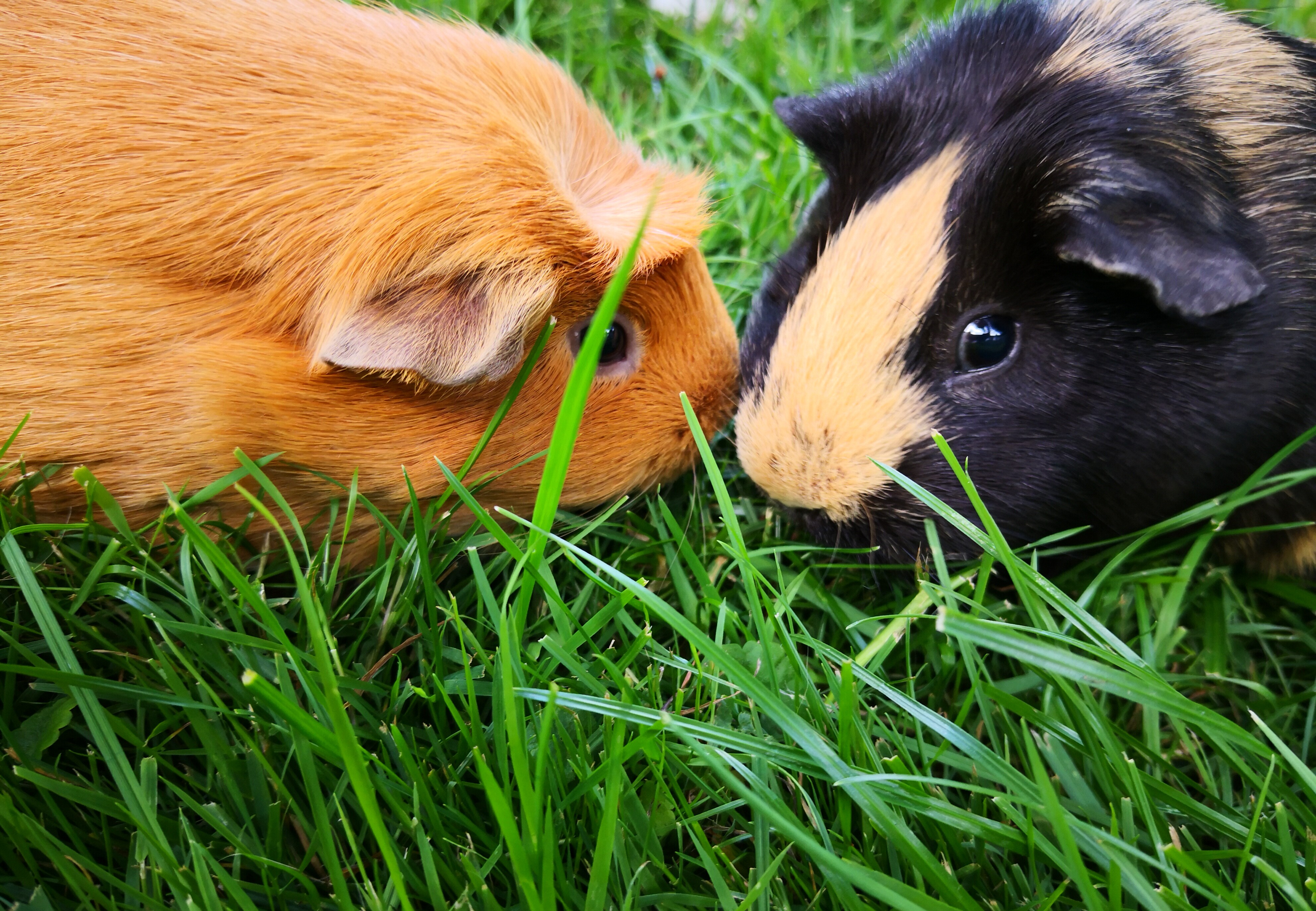 Can guinea pigs interbreed?