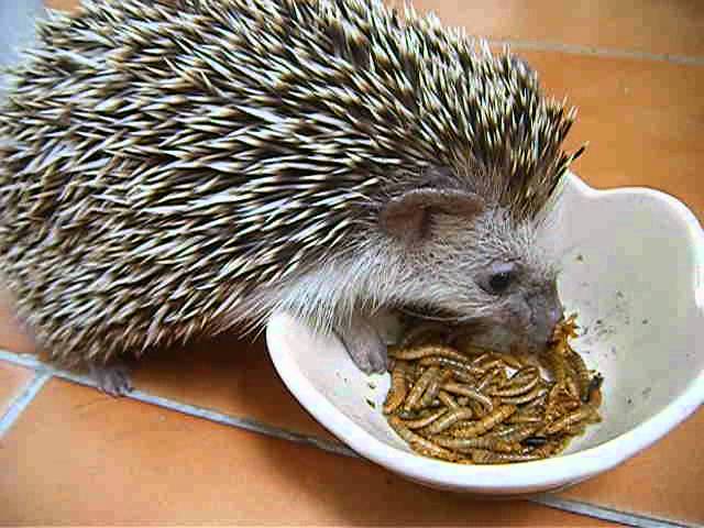 Can hedgehogs eat worms?