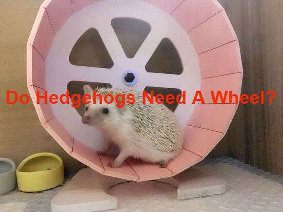 Can hedgehogs have exercise wheels in their bedding?