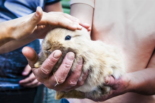 Can humans handle baby rabbits?
