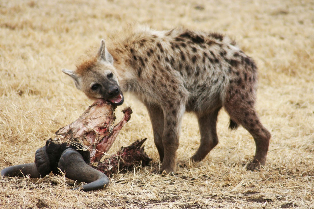 Can hyenas call your name?