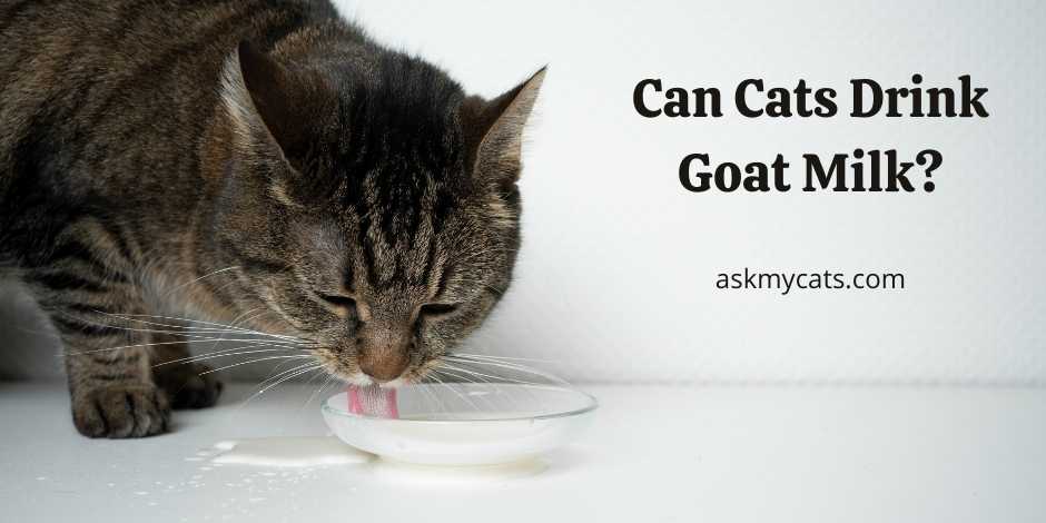 Can I give my Cat goats milk?