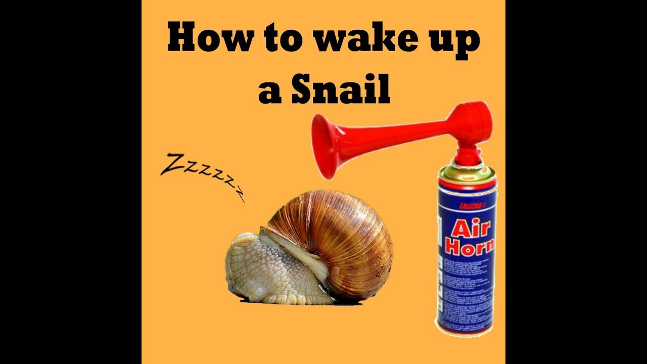Can I wake up a snail?