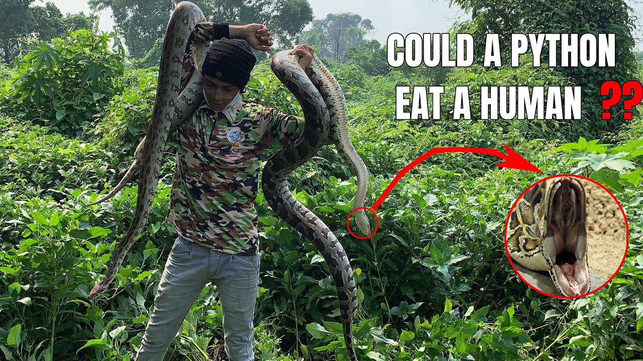 Can Indian rock python eat human?