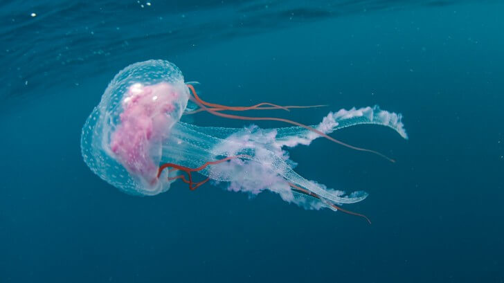 Can jellyfish die and come back to life?