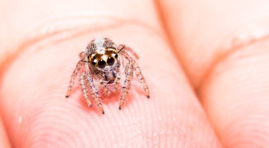 Can jumping spiders remember you?