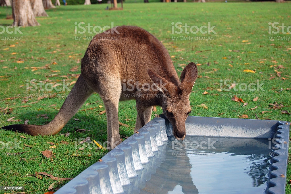 Can kangaroos drink water?