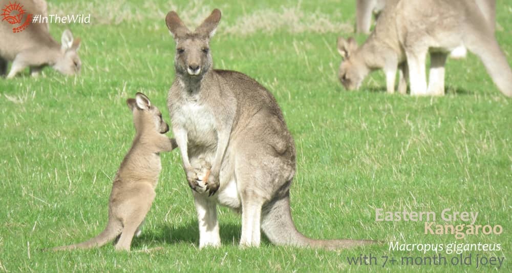 Can kangaroos have more than one joey at a time?