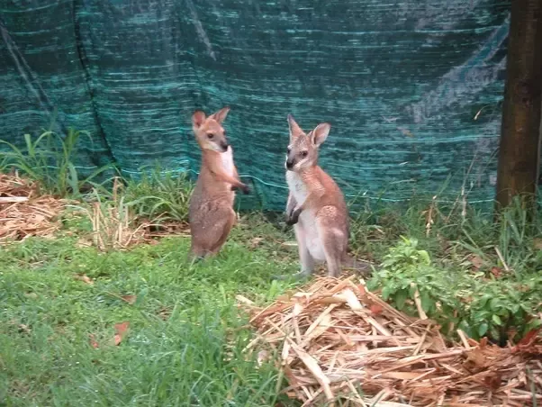 Can kangaroos have twins?